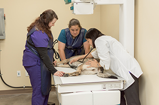 Sedation is necessary at times for radiography. Dr. Julie is carefully monitoring her sedated patient during the procedure.