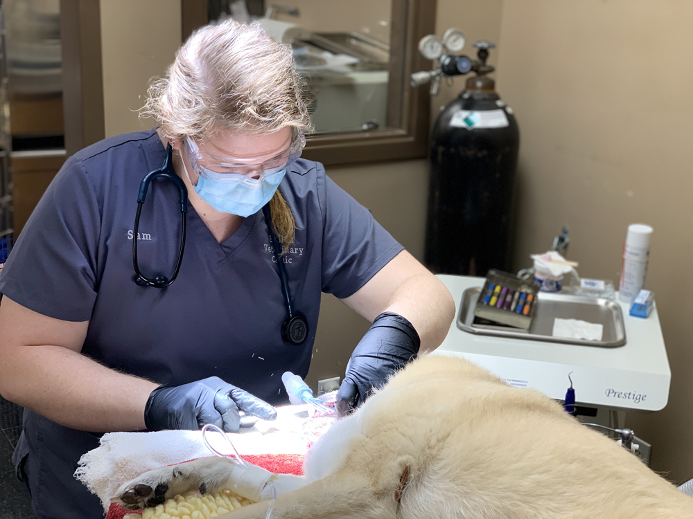 Dental extractions require precision and time.  Our Veterinarians are skilled in the art of dentistry.
