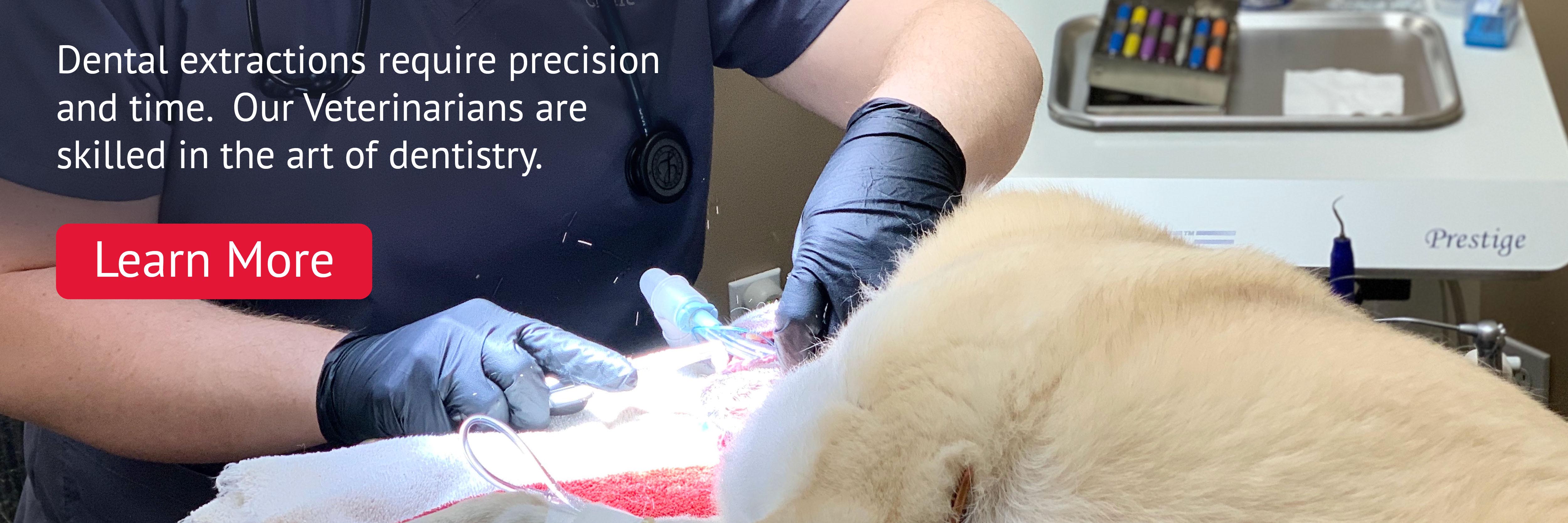 Our Veterinarians are Skilled in the Art of Dentistry