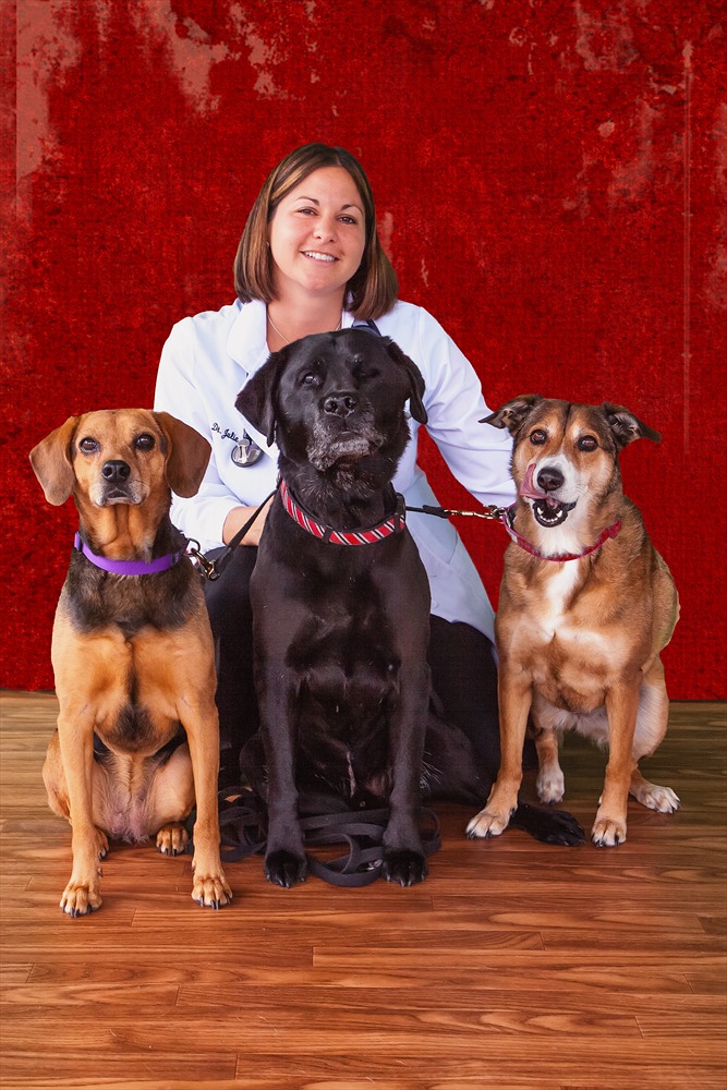 The Mission of Troy IL Veterinary Clinic in Troy Illinois is to Provide the Best in Medicine & Surgery Services